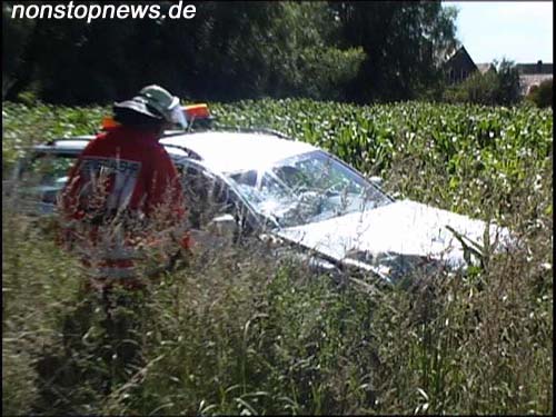 Passat im Maisfeld