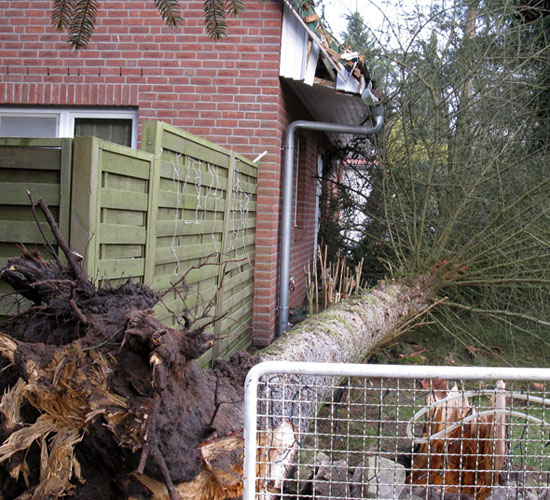 Baum zunchst auf Haus